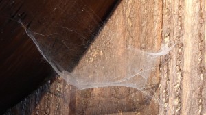 cobweb